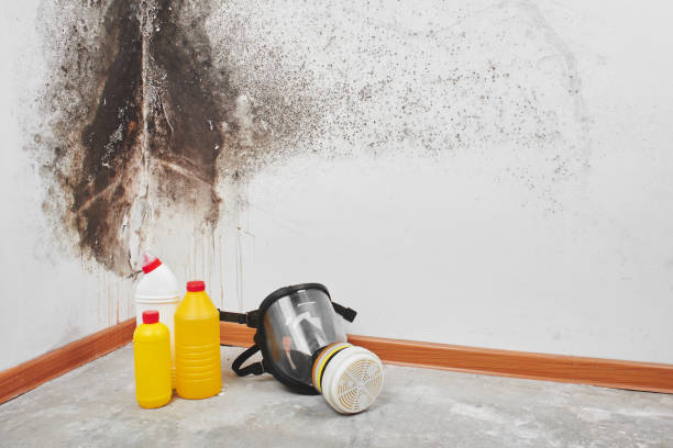 Best Emergency Mold Remediation in Ludington, MI