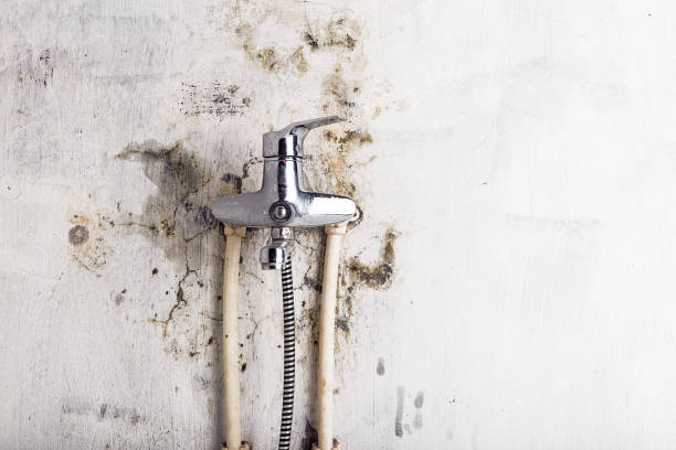  Ludington, MI Mold Removal Pros