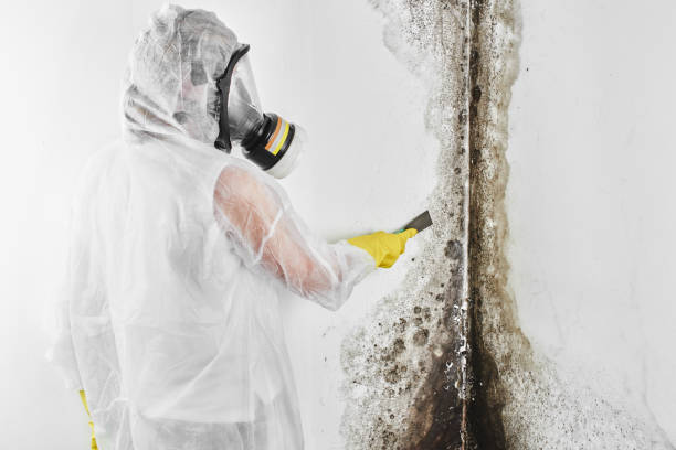 Best Industrial Mold Remediation in Ludington, MI