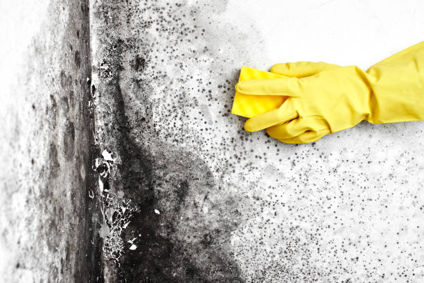 Best Black Mold Remediation in Ludington, MI