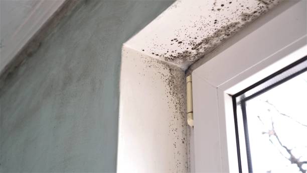 Best Mold Remediation for Schools in Ludington, MI