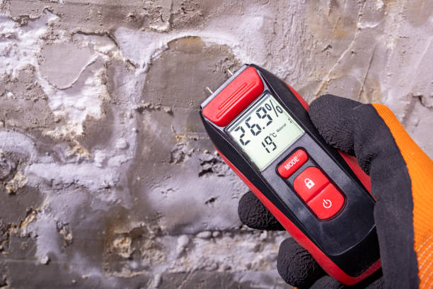 Best Basement Mold Remediation in Ludington, MI