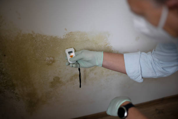 Ludington, MI Mold Remediation Company