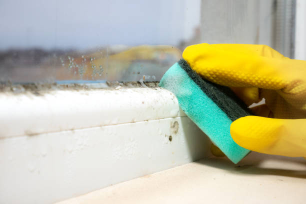 Best DIY Mold Remediation Support Services in Ludington, MI