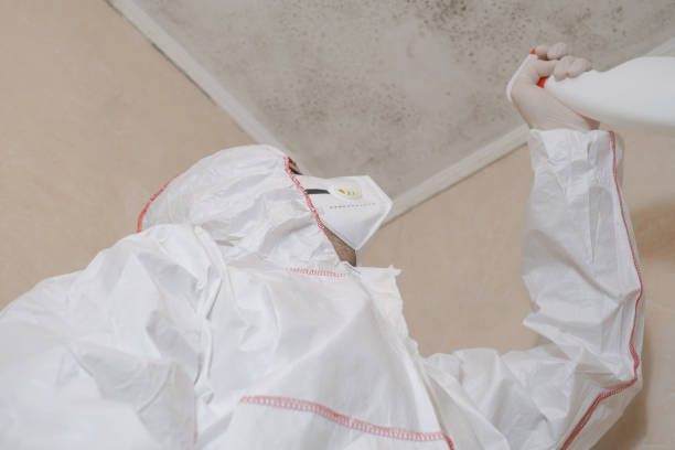 Best HVAC Mold Remediation in Ludington, MI
