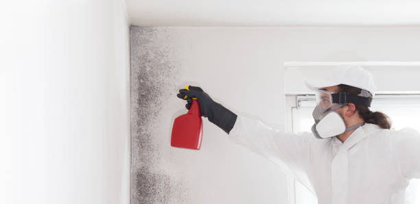 Best Mold Testing and Inspection Services in Ludington, MI