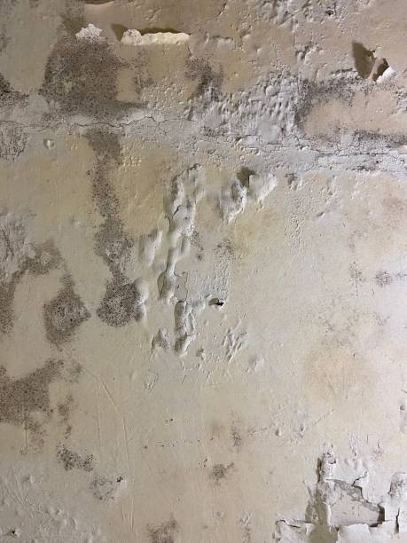 Best Attic Mold Remediation in Ludington, MI
