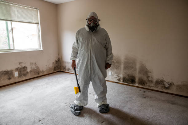 Best Emergency Mold Remediation in Ludington, MI