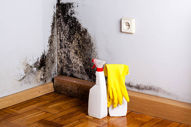 Best Attic Mold Remediation in Ludington, MI