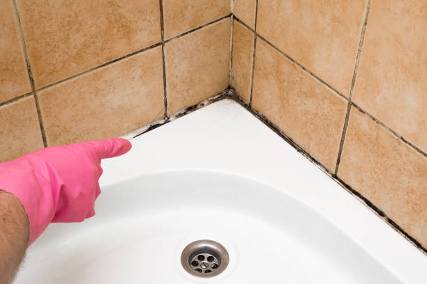 Best Residential Mold Remediation in Ludington, MI