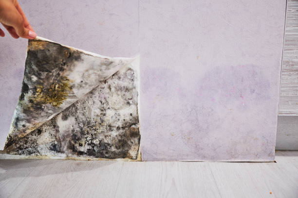 Best Insurance-Related Mold Remediation in Ludington, MI
